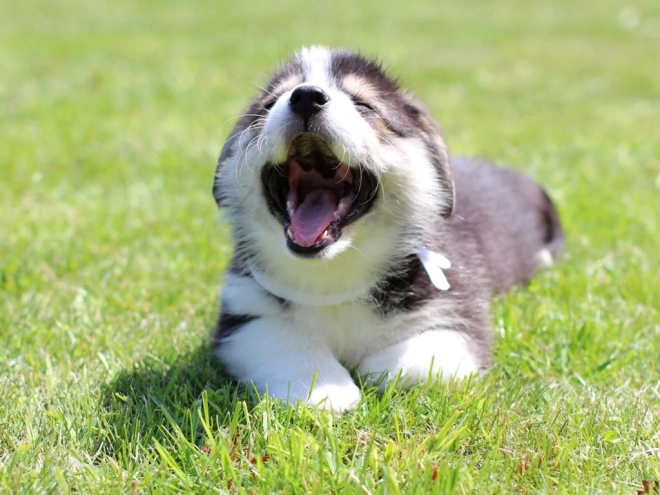 Perros Welsh Corgi en venta