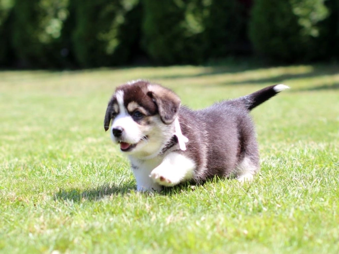 Perros Welsh Corgi en venta