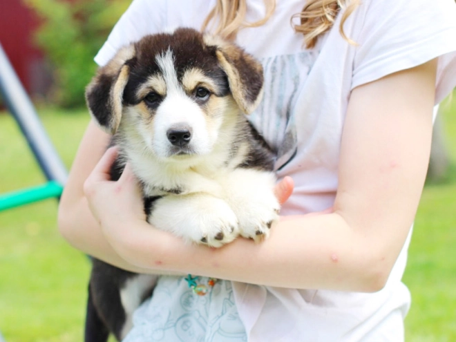 Perros Welsh Corgi en venta