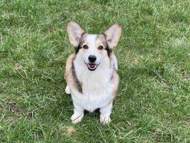 Welsh Corgi puppy for sale
