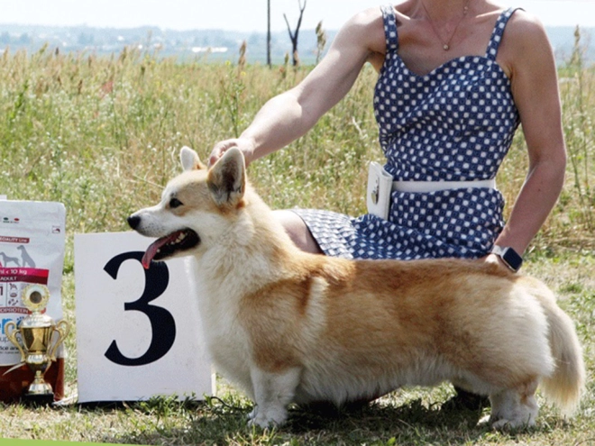 Perros Welsh Corgi en venta