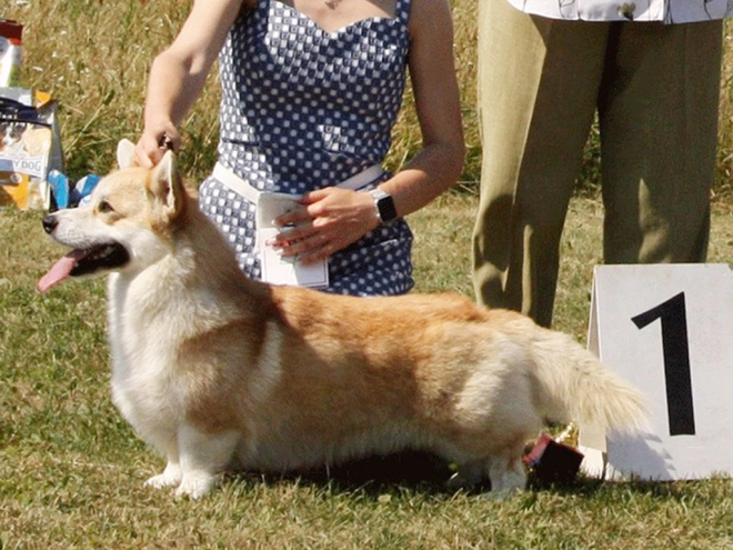 Perros Welsh Corgi en venta