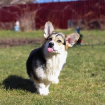 Perros Welsh Corgi en venta
