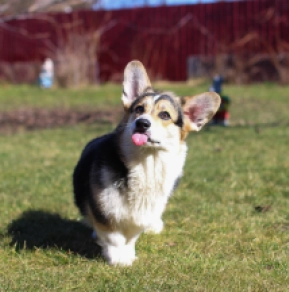 Welsh Corgi Welpe zu verkaufen