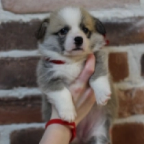 Victoria – Pembroke, red Welsh Corgi for sale