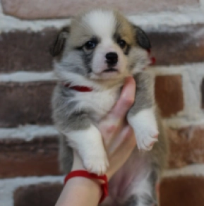 Welsh Corgi puppy for sale
