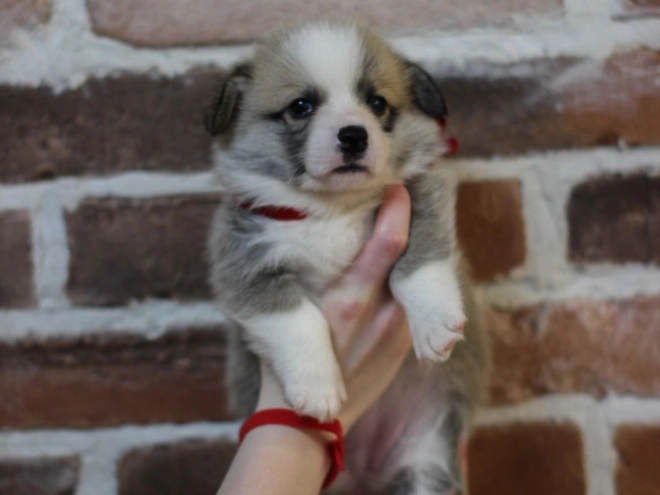 Welsh Corgi puppy for sale
