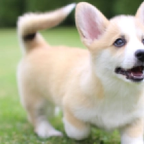 Victoria – Pembroke, red Welsh Corgi Welpen kaufen