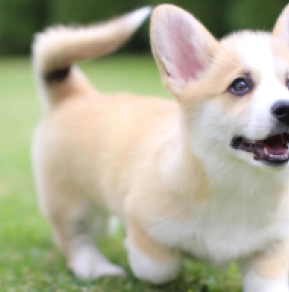 Welsh Corgi puppy for sale