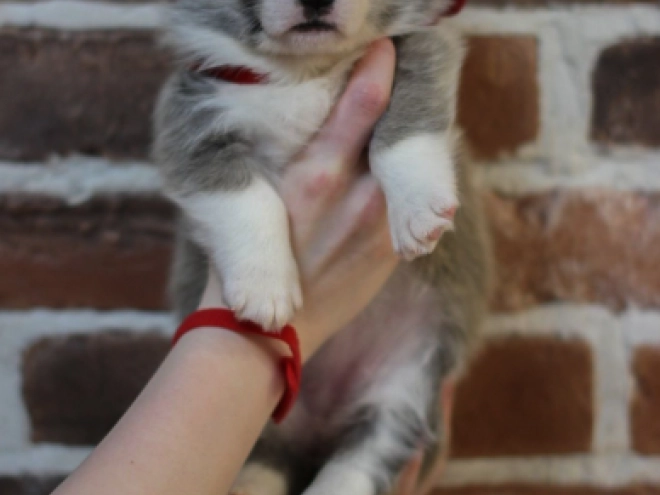Welsh Corgi puppy for sale