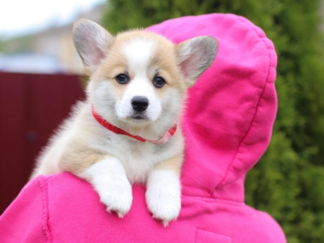 Welsh Corgi puppy for sale