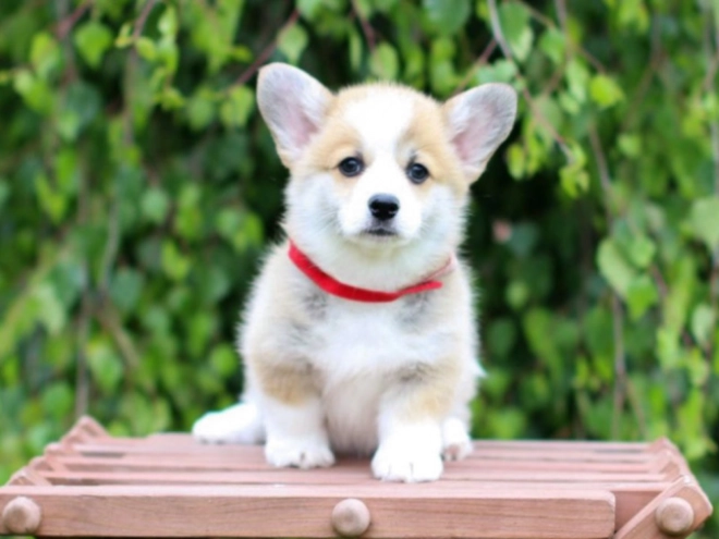 Welsh Corgi puppy for sale