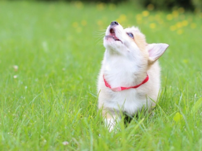 Welsh Corgi puppy for sale
