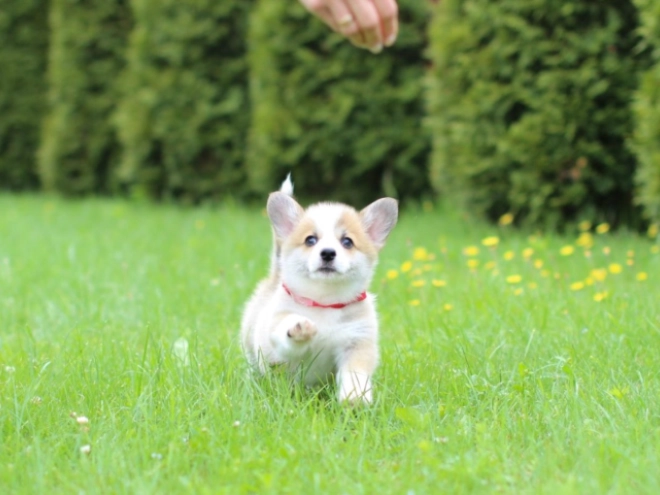 Welsh Corgi puppy for sale