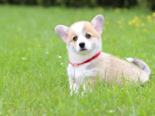 Welsh Corgi puppy for sale
