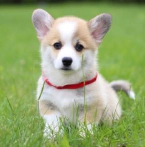Welsh Corgi puppy for sale