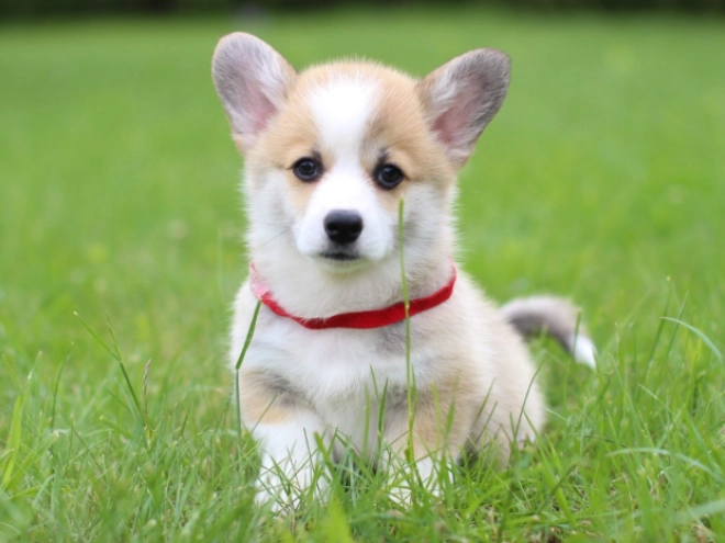 Welsh Corgi puppy for sale