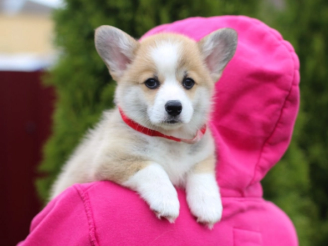 Welsh Corgi puppy for sale
