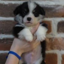 Gaucho – Pembroke, tricolor Welsh Corgi for sale