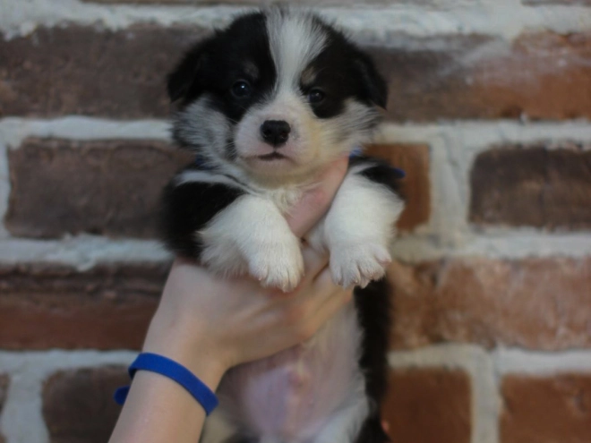 Perros Welsh Corgi en venta
