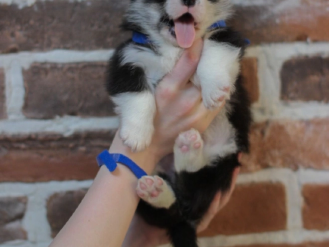 Perros Welsh Corgi en venta