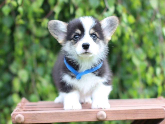 Perros Welsh Corgi en venta