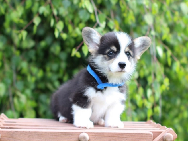 Perros Welsh Corgi en venta