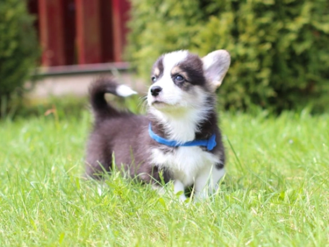 Perros Welsh Corgi en venta