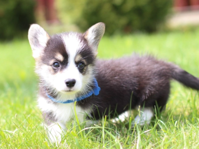 Perros Welsh Corgi en venta