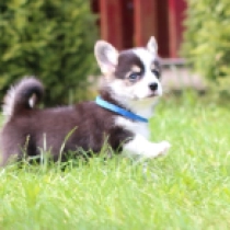 Gaucho – Pembroke, tricolor Welsh Corgi for sale