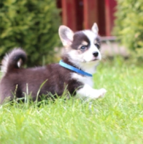 Welsh Corgi puppy for sale