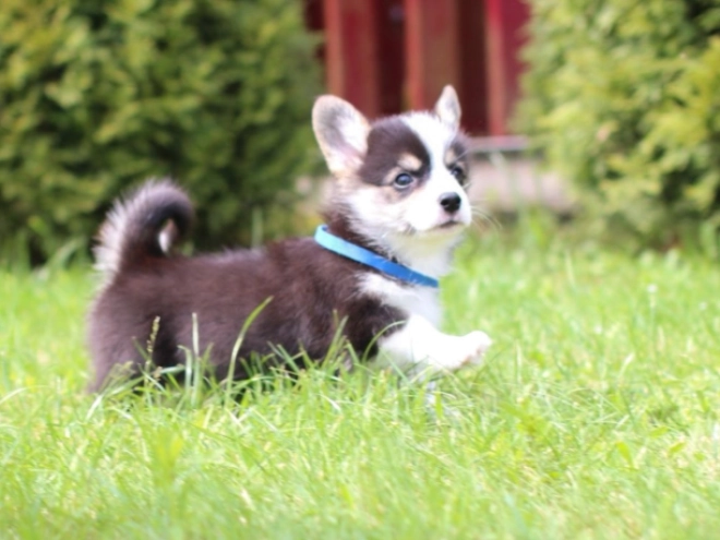 Perros Welsh Corgi en venta