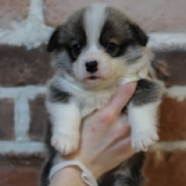 Taker – Pembroke, red Welsh Corgi for sale