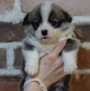 Welsh Corgi puppy for sale