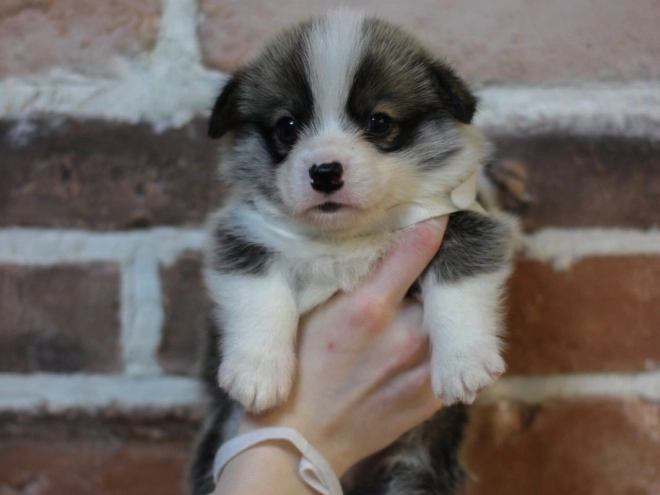 Perros Welsh Corgi en venta