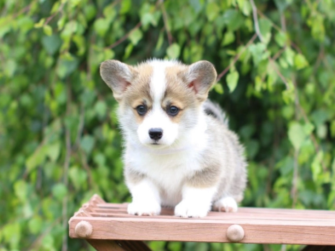 Perros Welsh Corgi en venta