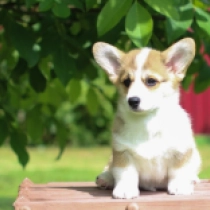 Taker – Pembroke, red Welsh Corgi Welpen kaufen