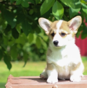 Welsh Corgi puppy for sale