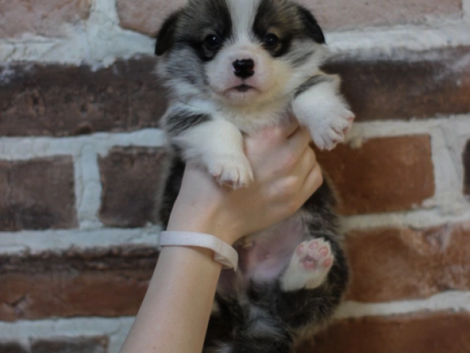 Perros Welsh Corgi en venta