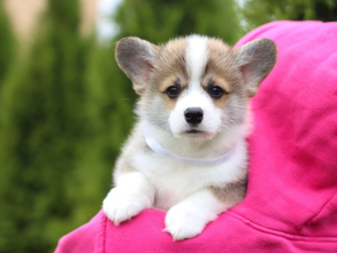 Perros Welsh Corgi en venta