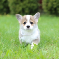 Taker – Pembroke, red Welsh Corgi for sale