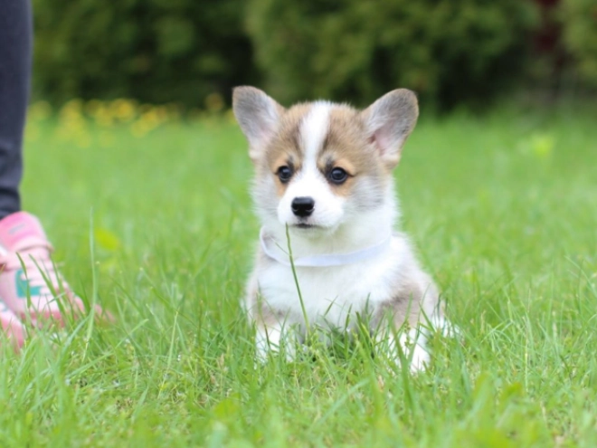 Perros Welsh Corgi en venta