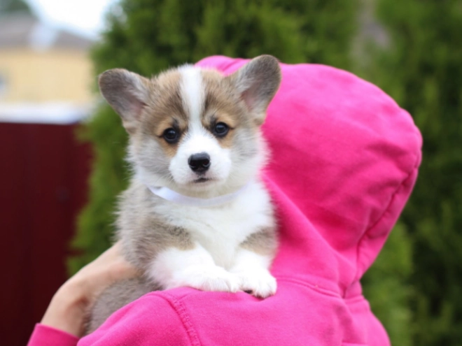 Perros Welsh Corgi en venta