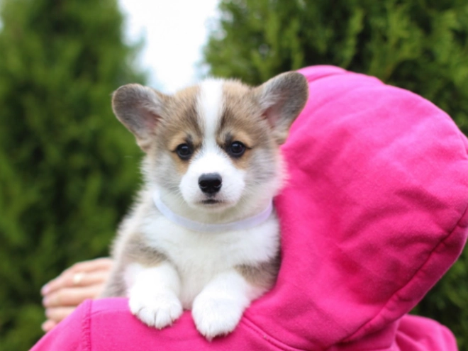 Perros Welsh Corgi en venta
