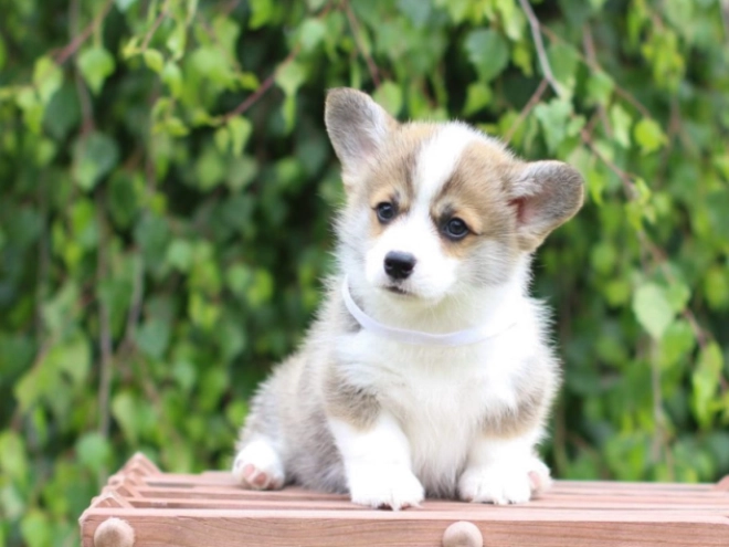 Perros Welsh Corgi en venta