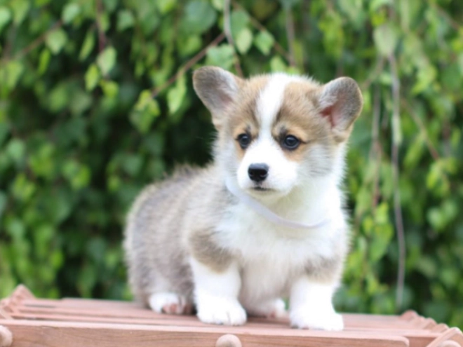 Perros Welsh Corgi en venta