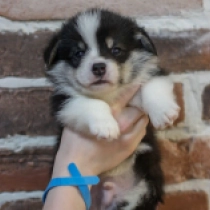 Hillbery – Pembroke, tricolor Welsh Corgi for sale