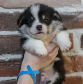 Welsh Corgi puppy for sale