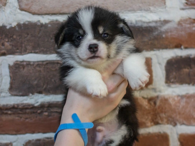 Welsh Corgi puppy for sale