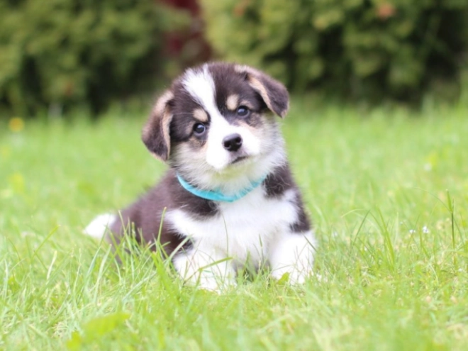 Welsh Corgi puppy for sale